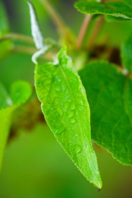 Populus lasiocarpa - topol chlupatý - list jaro
